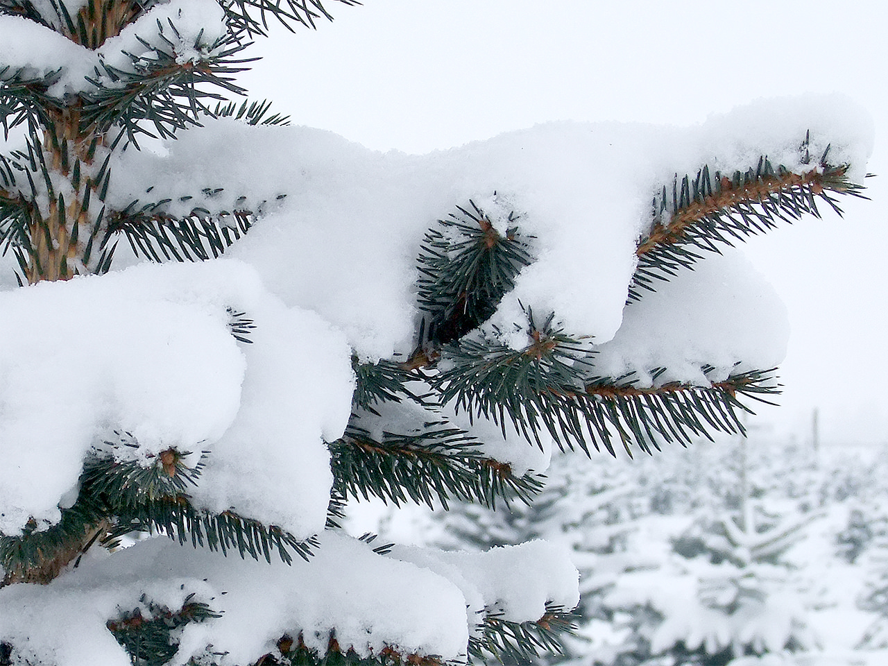 schneebedeckter Tannenwald